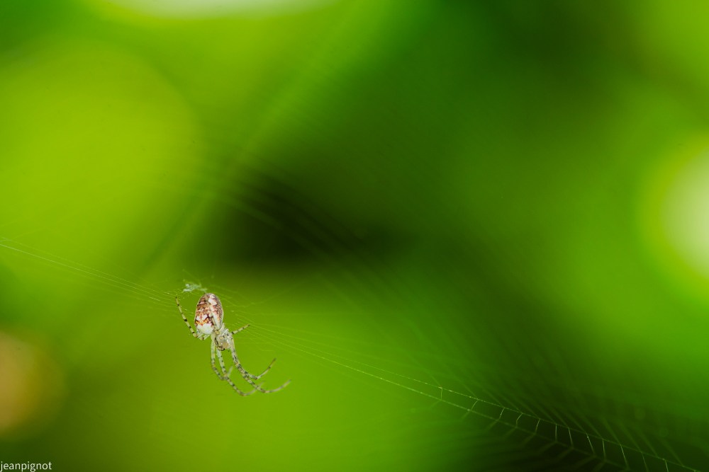 DSC_4577_001DSC_4577.JPG
