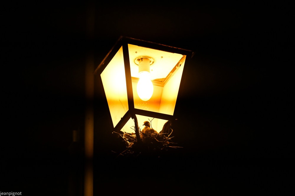 DSC_7362_001DSC_7362.JPG