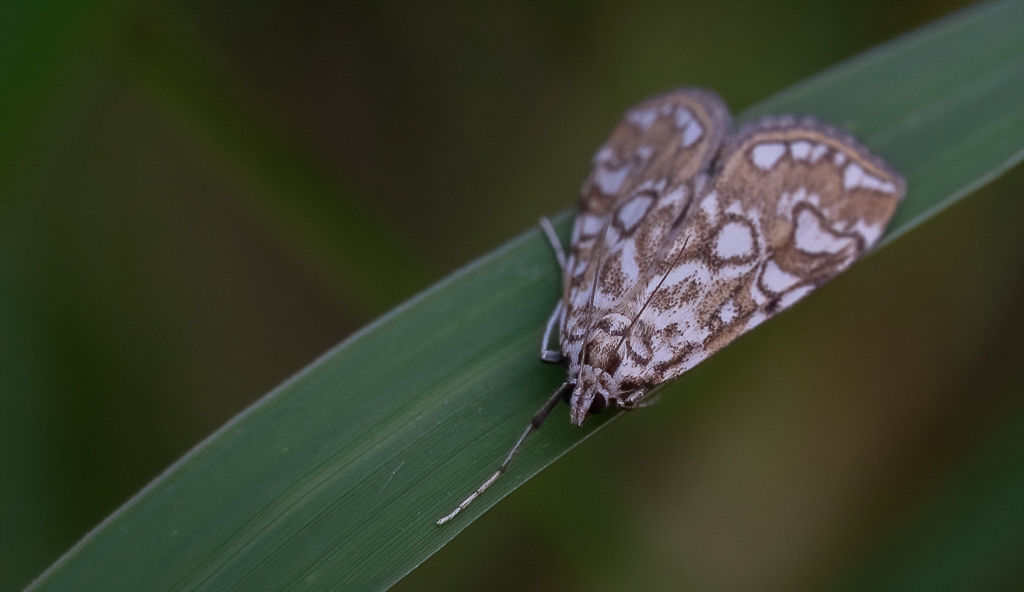 Papillon - La Pyrale du nénuphar. Elophila nymphaeata-2.jpg