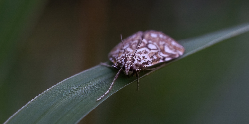 Papillon - La Pyrale du nénuphar. Elophila nymphaeata.jpg