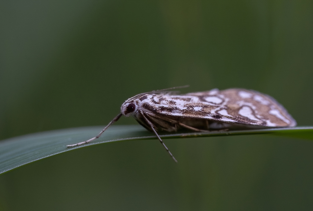 Papillon - La Pyrale du nénuphar. Elophila nymphaeata-4.jpg