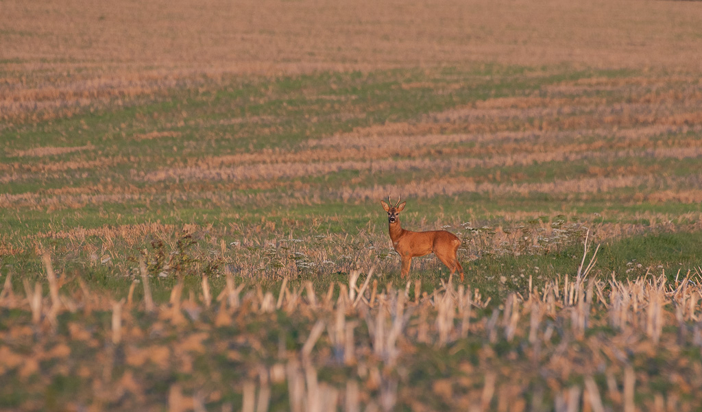 Chevreuil. Dans la lumière du soir.jpg
