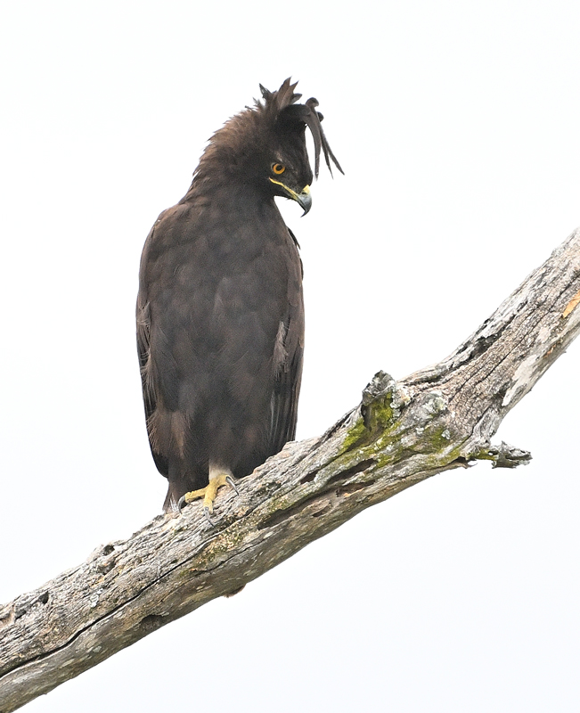ZSC_7995.jpg