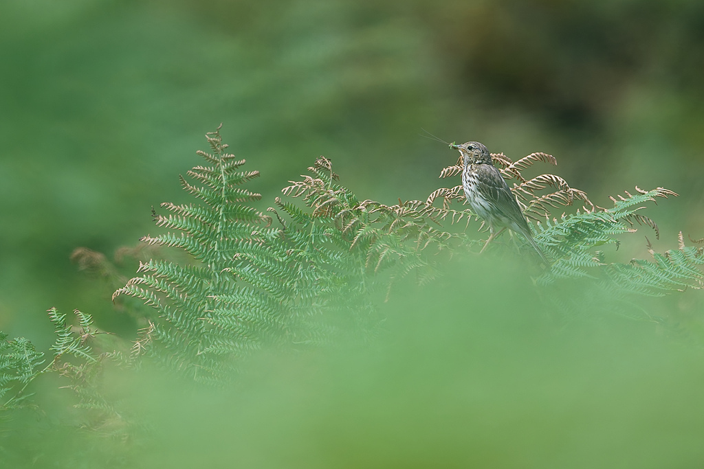 DSC_4275_DxO.jpg