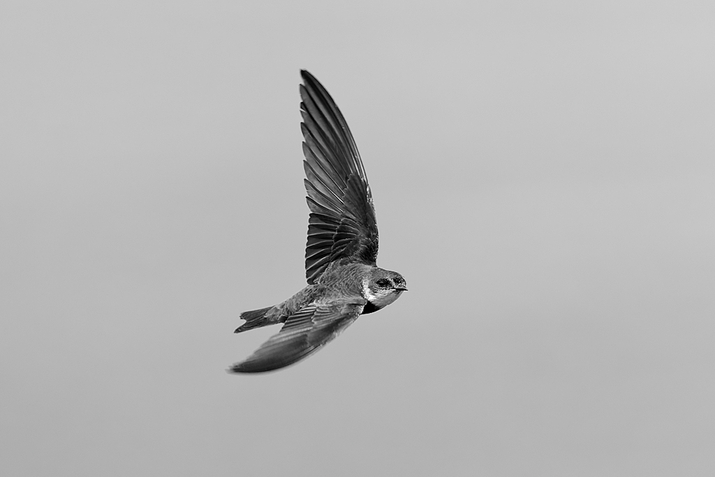 DSC_4708_DxO.jpg