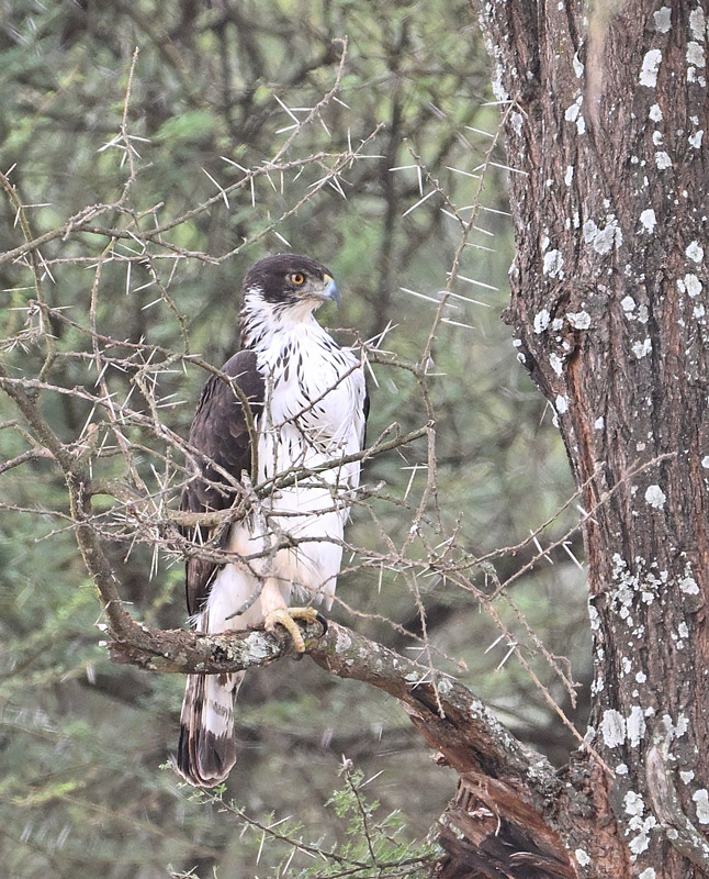 ZSC_8152.jpg