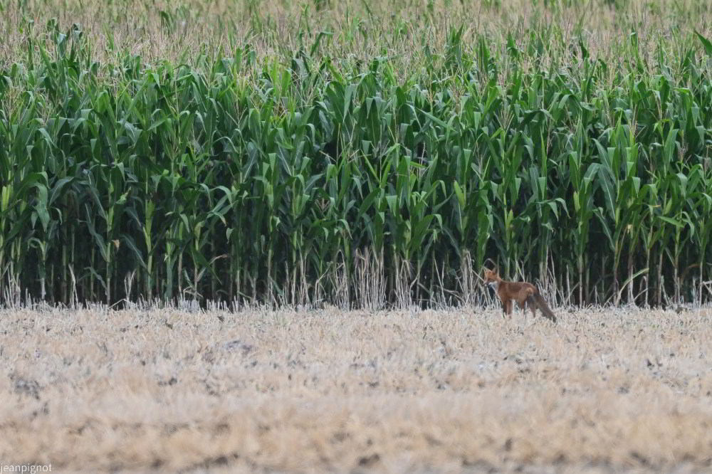 N10 renard_001N10 renard_02.JPG