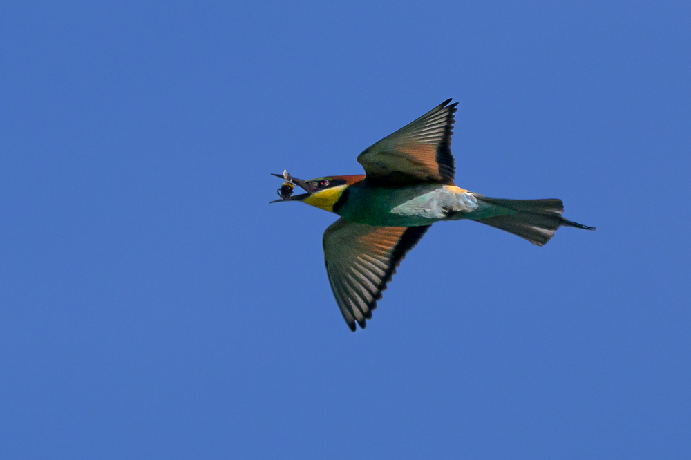 Guepier 2025_70.jpg