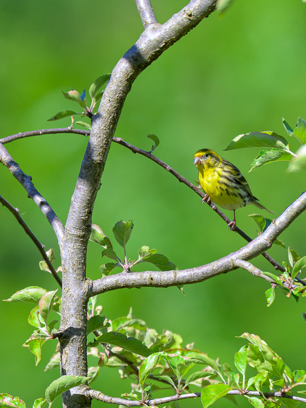 Serin cini_7.jpg