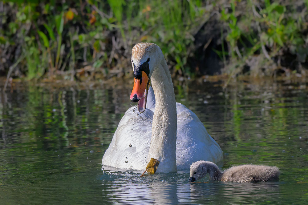 cigne blanc2.jpg