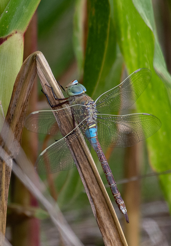 Libellule -1-.jpg