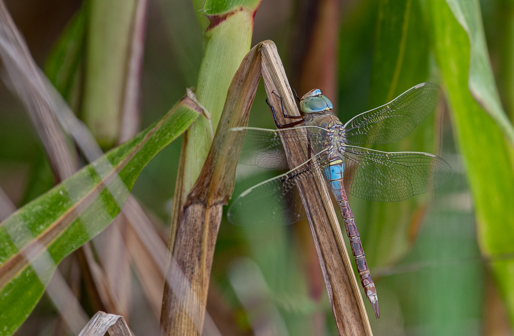 Libellule. Anax Napolitain (2).jpg