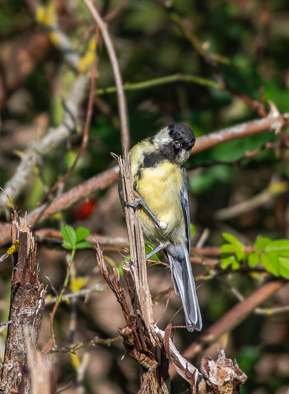 Mésange charbonnière -1-.jpg