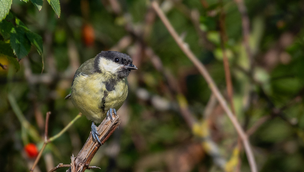 Mésange charbonnière -2-.jpg