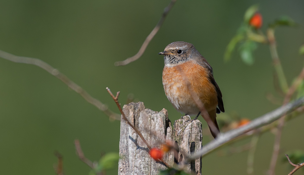 Rouge queue à front blanc -1-.jpg