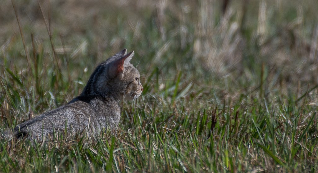 Chat forestier -1-.jpg