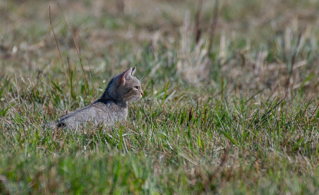 Chat forestier -2-.jpg