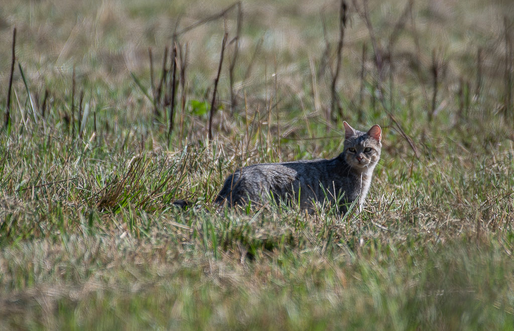 Chat forestier -3-.jpg