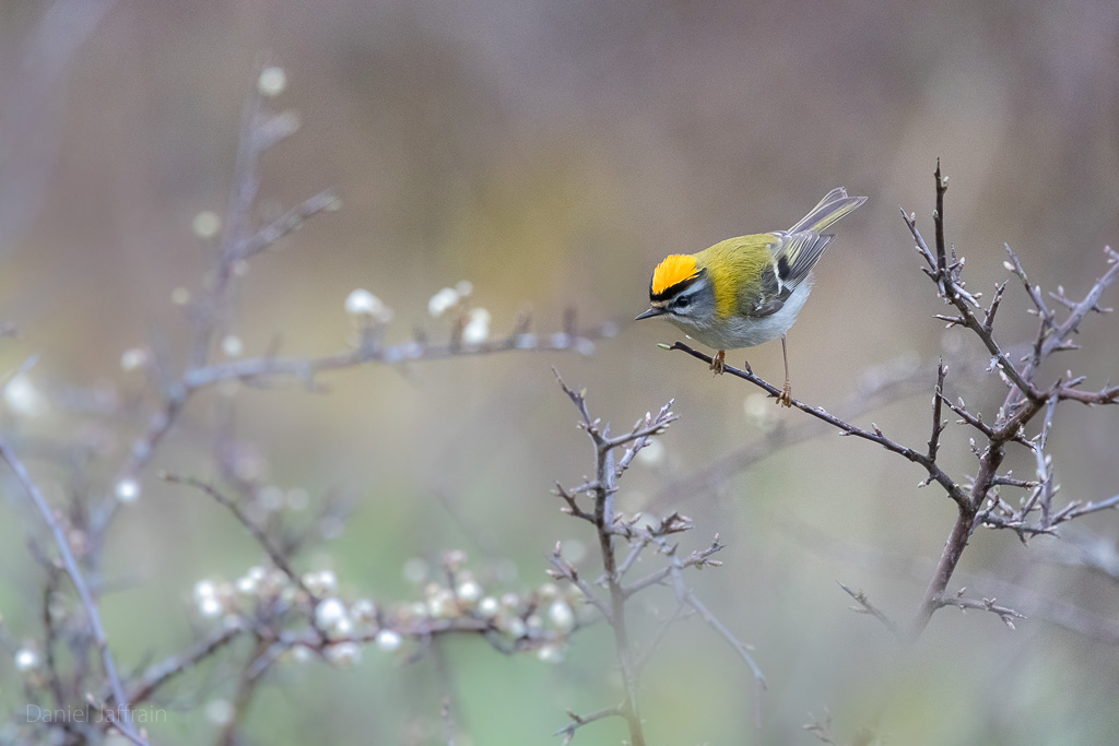 Image et Nature-1-121.jpg