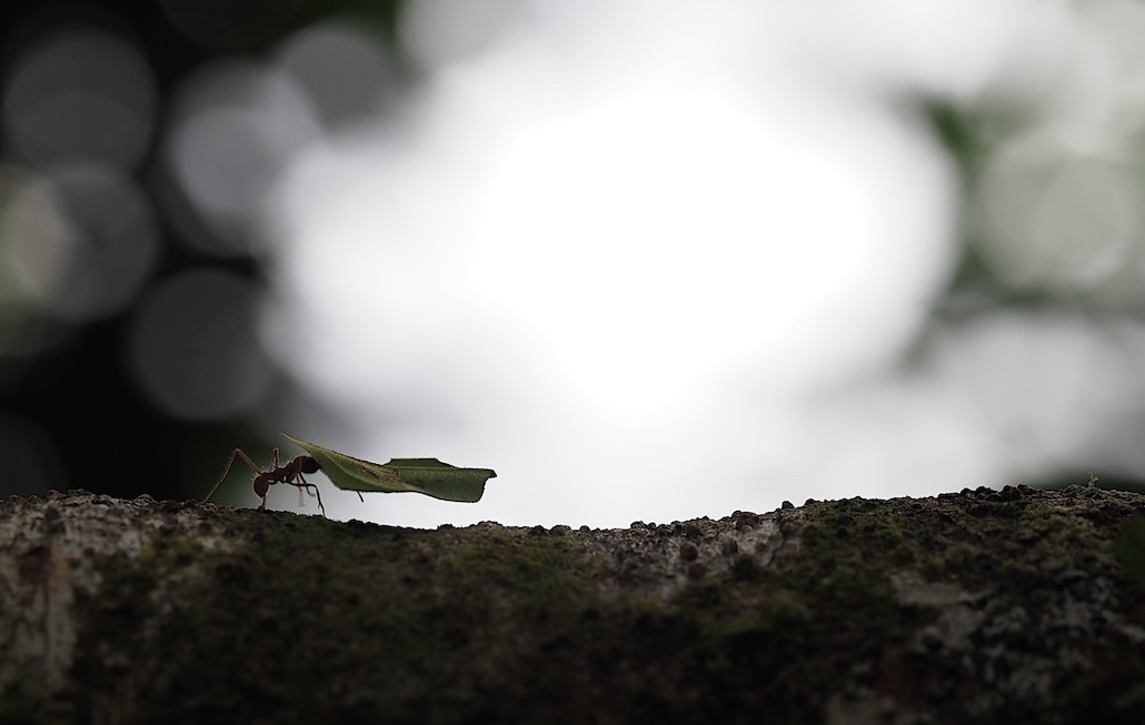 Fourmie Costa Rica.JPG