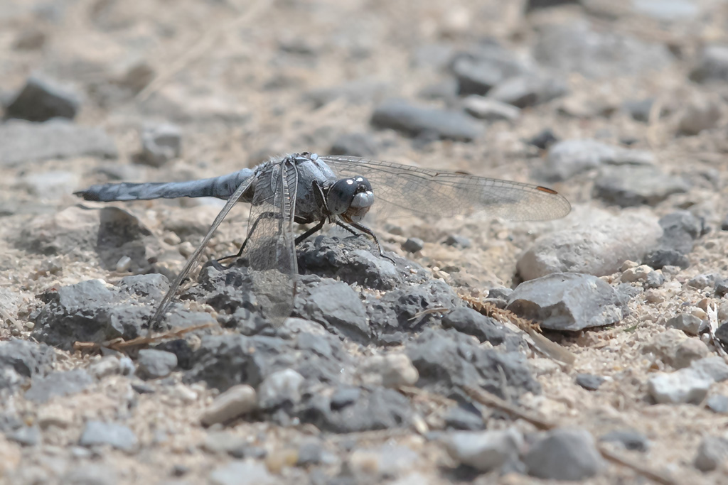Orthétrum brun  - Orthetrum brunneum.jpg