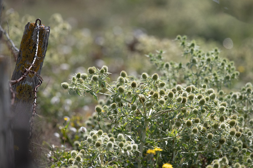 panicaut champêtre - Eryngium campestre.jpg