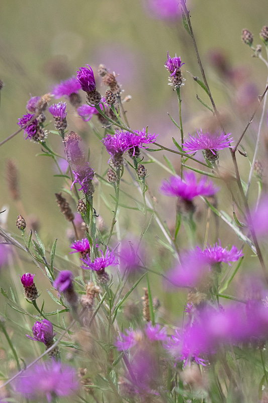 centaurée noire - Centaurea nigra.jpg
