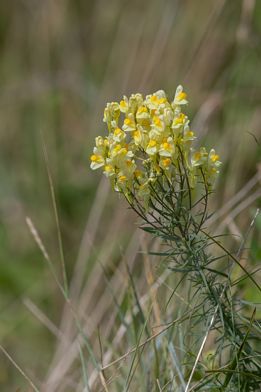 Linaria vulgaris - Linaire commune.jpg