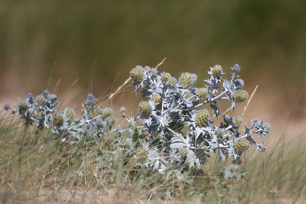 panicaut maritime - Eryngium maritimum.jpg