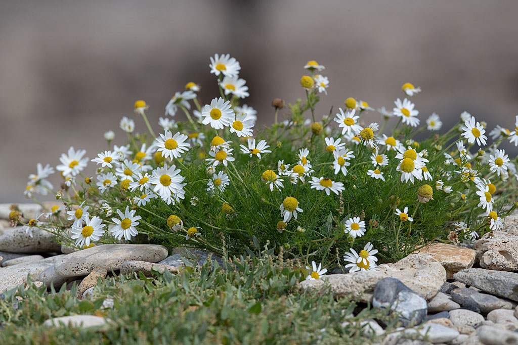 matricaire maritime - Tripleurospermum maritimum.jpg