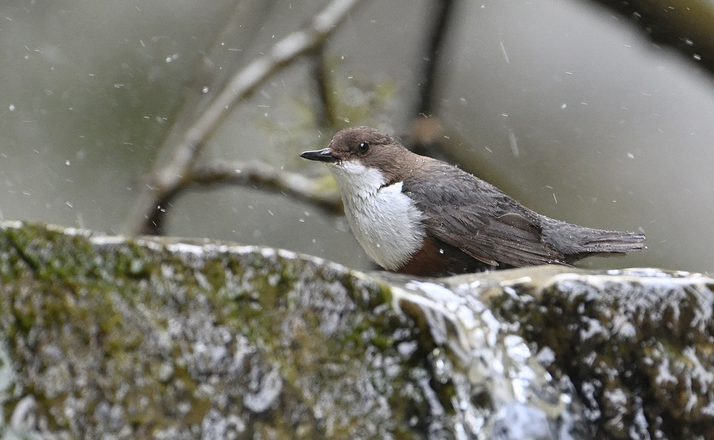 ZSC_6941.jpg