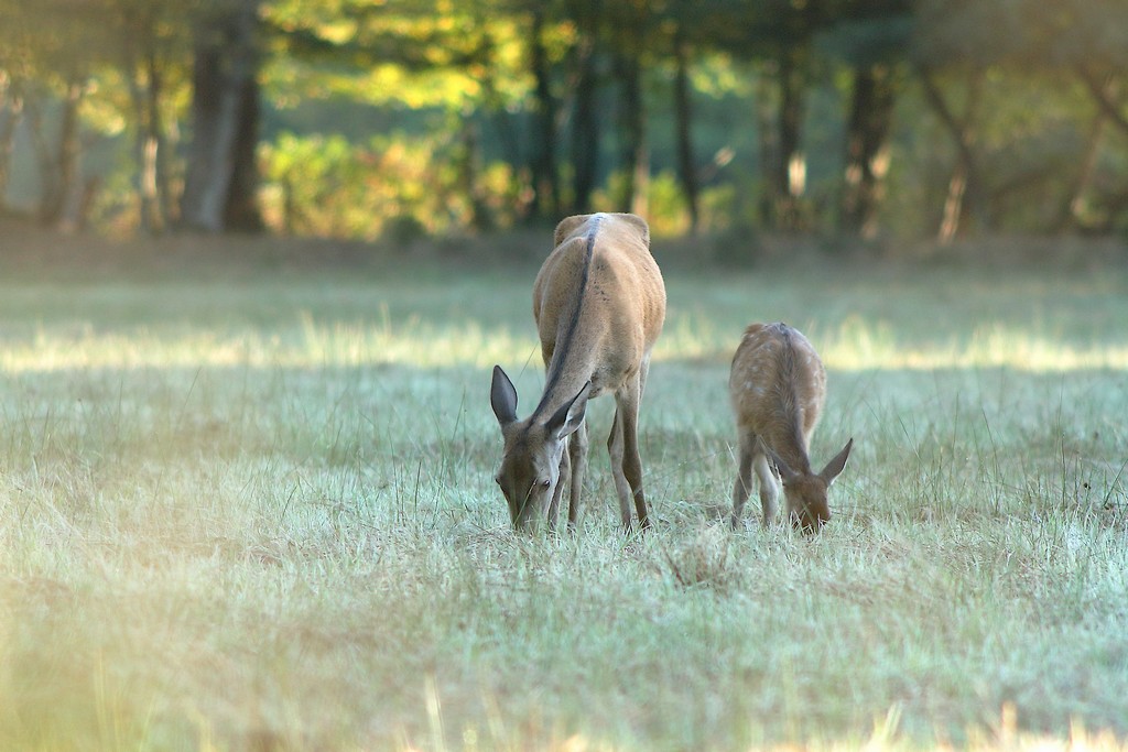 biche et faon-1.JPG
