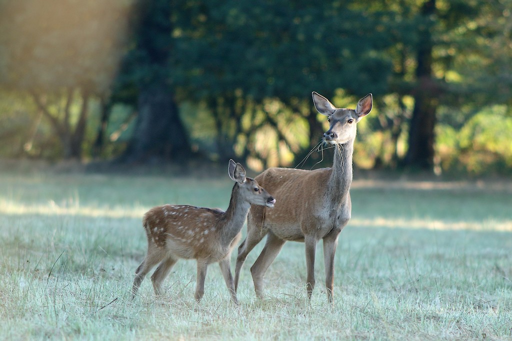 biche et faon-2.JPG