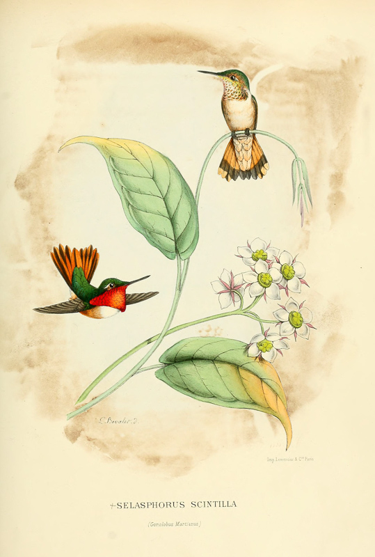 IetN_colibri_scintillant_1.jpg