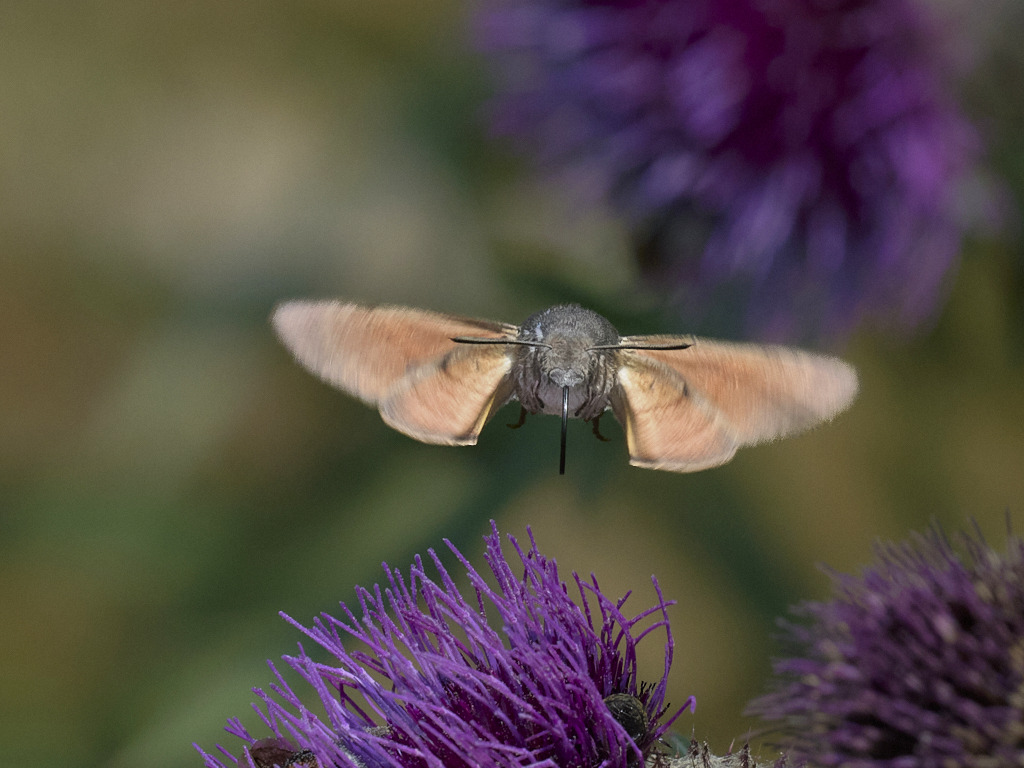 b 7035_1_01 Moro-sphinx.jpg