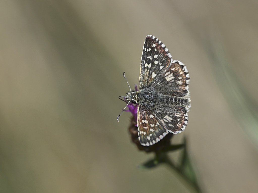 d 6888_1_01 Hespérie de la mauve.jpg