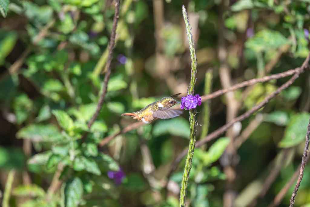IetN_colibri_scintillant_3.jpg