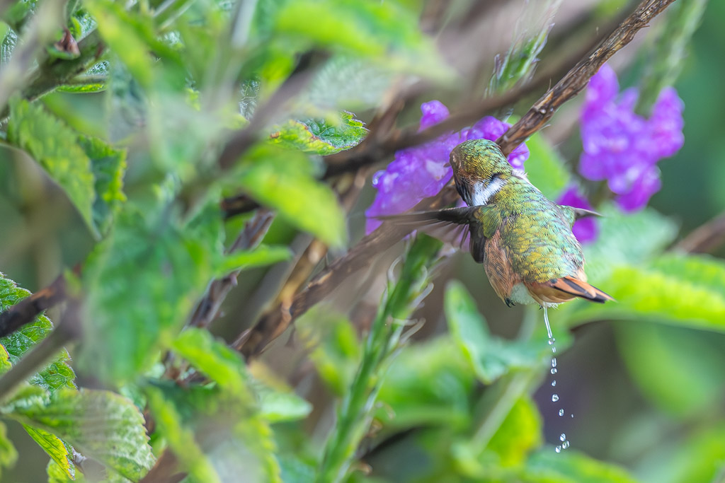 IetN_colibri_scintillant_4.jpg