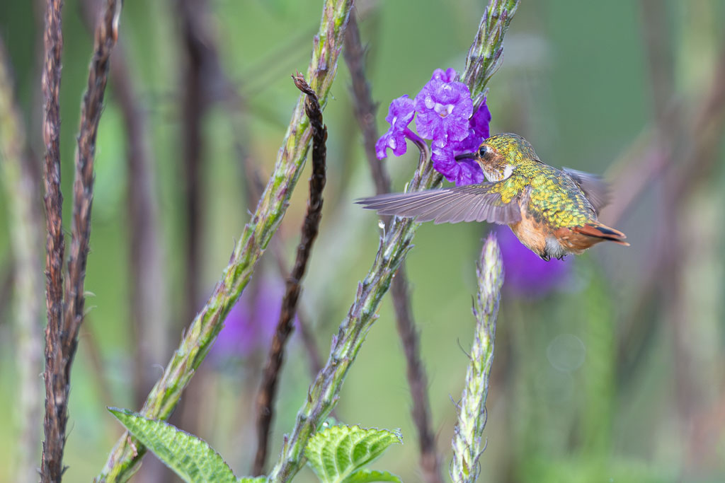 IetN_colibri_scintillant_5.jpg