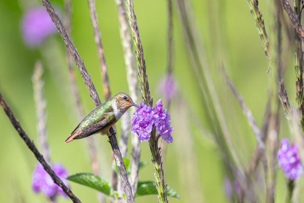 IetN_colibri_scintillant_6.jpg