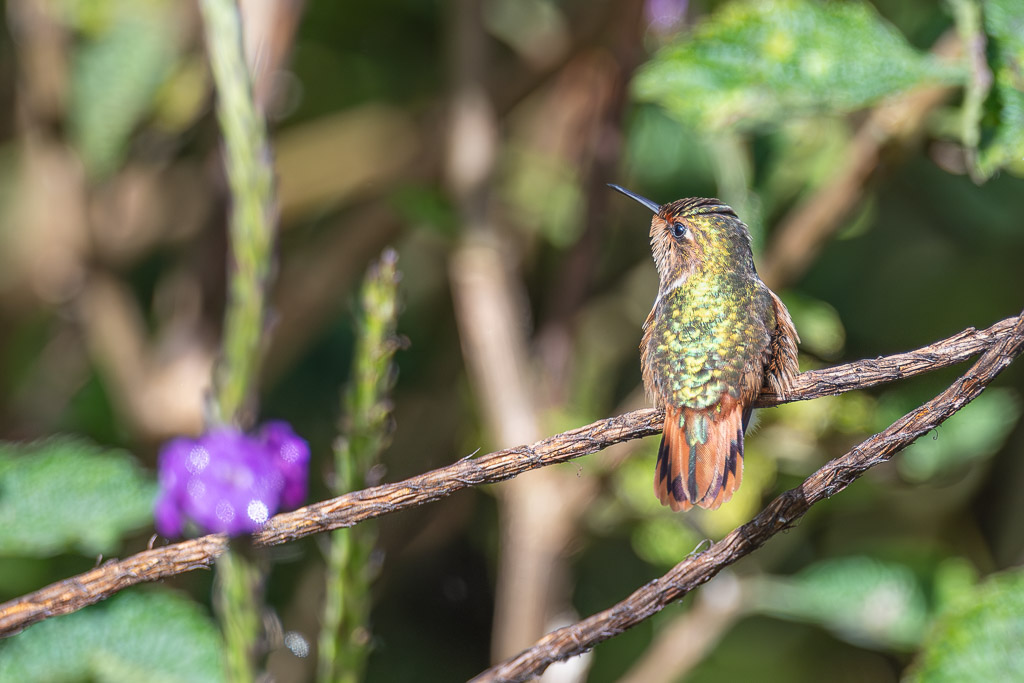 IetN_colibri_scintillant_7.jpg