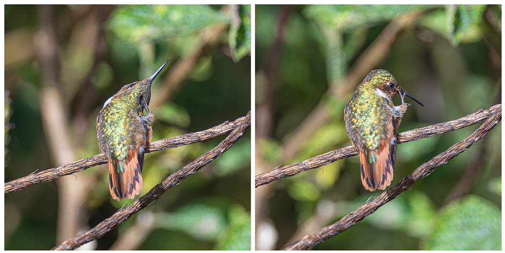 IetN_colibri_scintillant_8.jpg