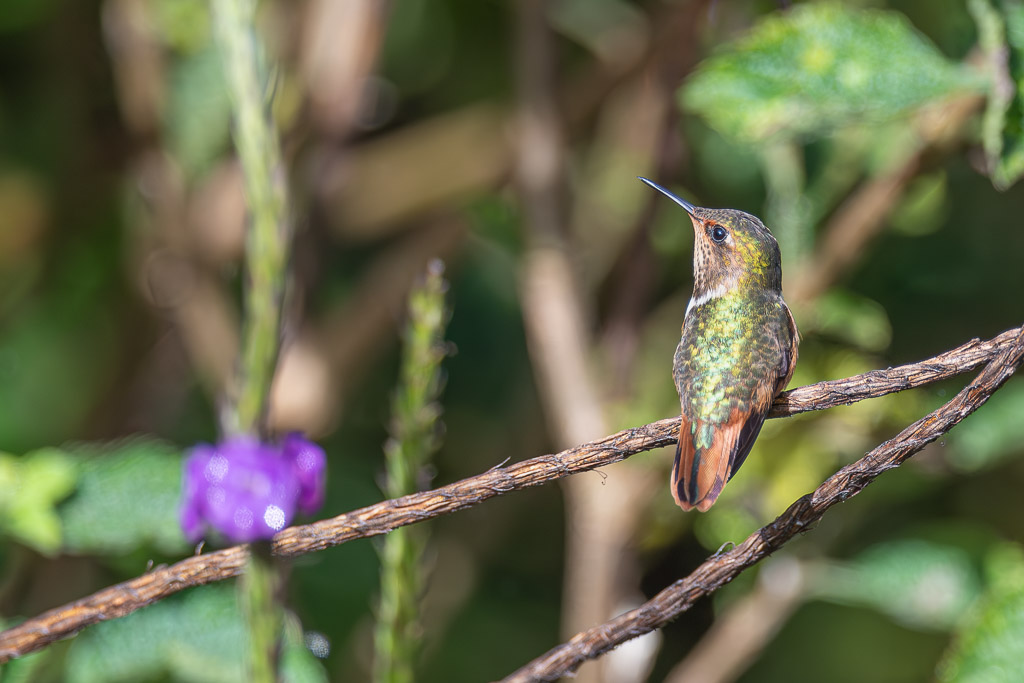 IetN_colibri_scintillant_9.jpg