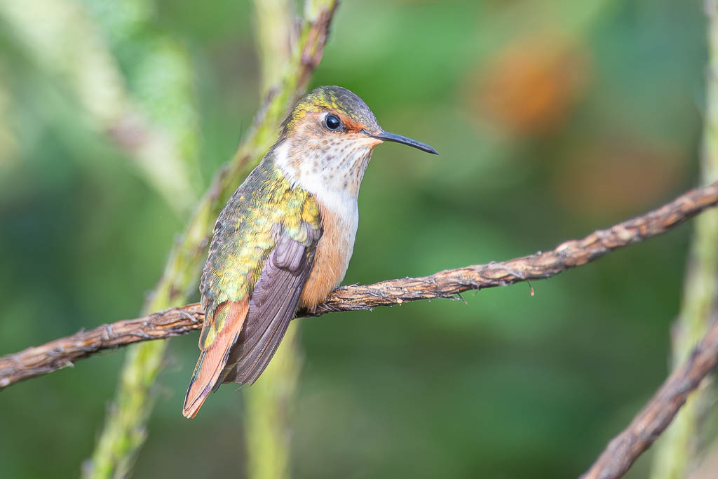 IetN_colibri_scintillant_10.jpg