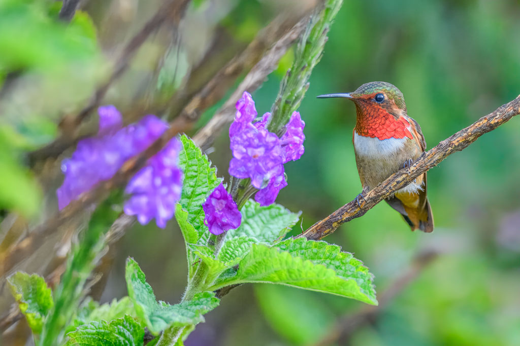 IetN_colibri_scintillant_11.jpg