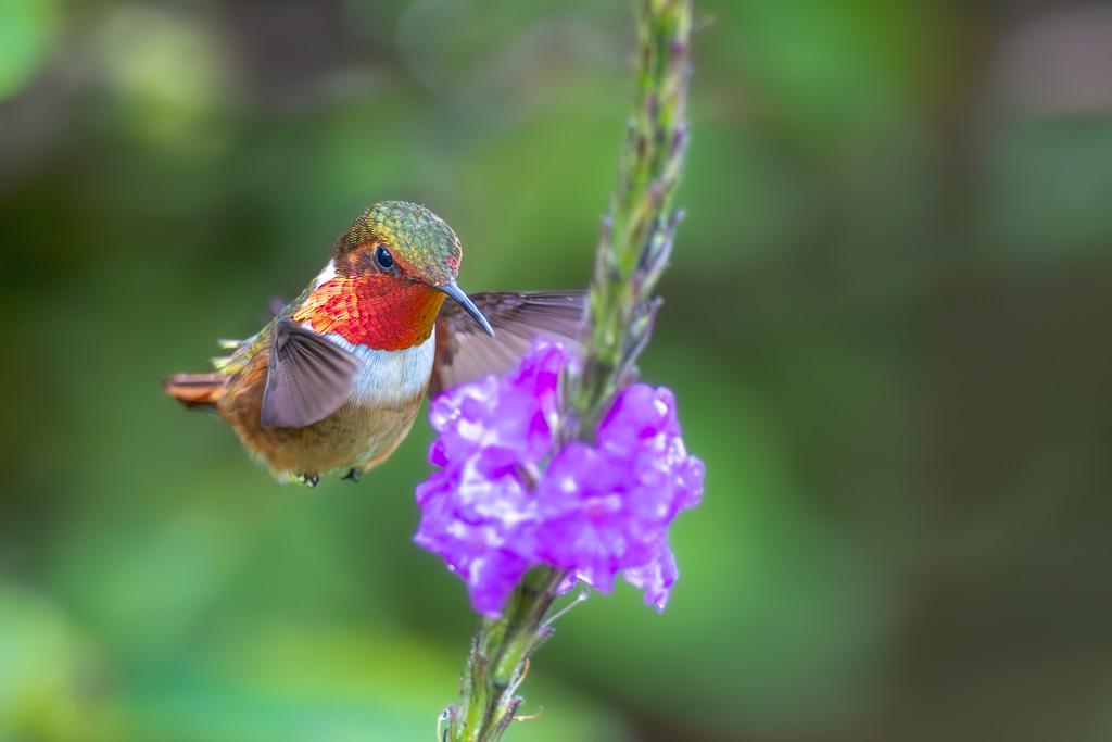 IetN_colibri_scintillant_12.jpg