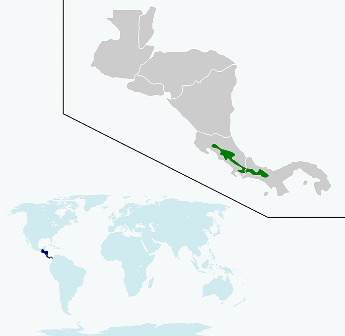 IetN_colibri_scintillant_2.jpg