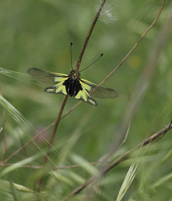 DPP_2740.JPG
