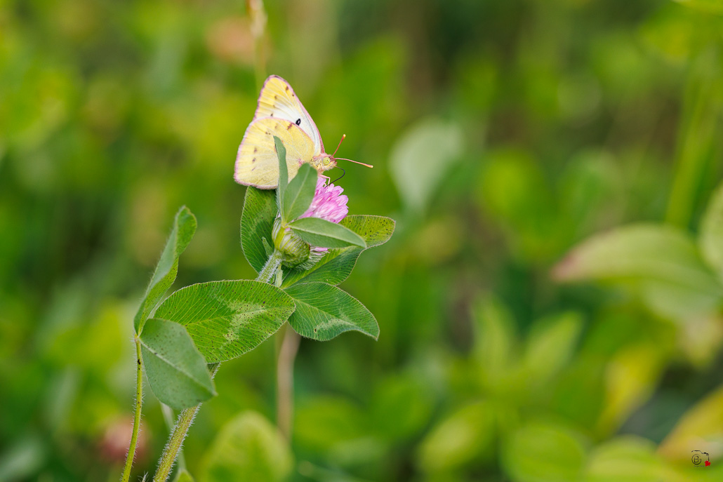 Souci (Colias crocea)-2.jpg