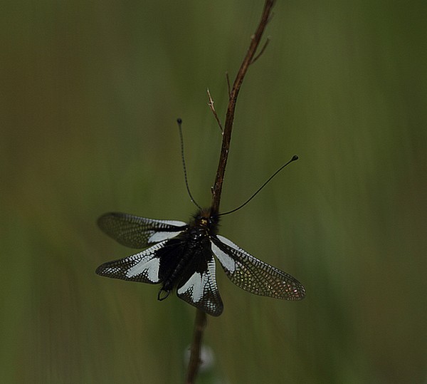 DPP_2745.JPG